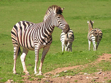 Zebra at Porfell Animal Land